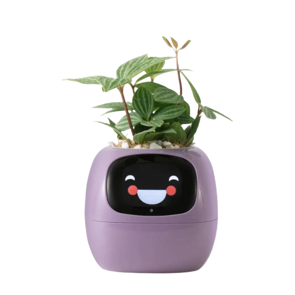 Tuya Ivy Smart Planter